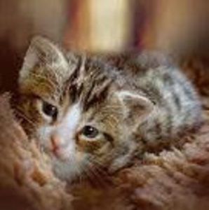 Meet your Posher, Dakota